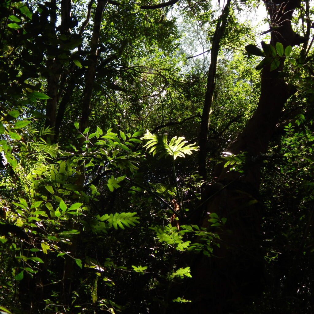 paso-tirica-monte (2)