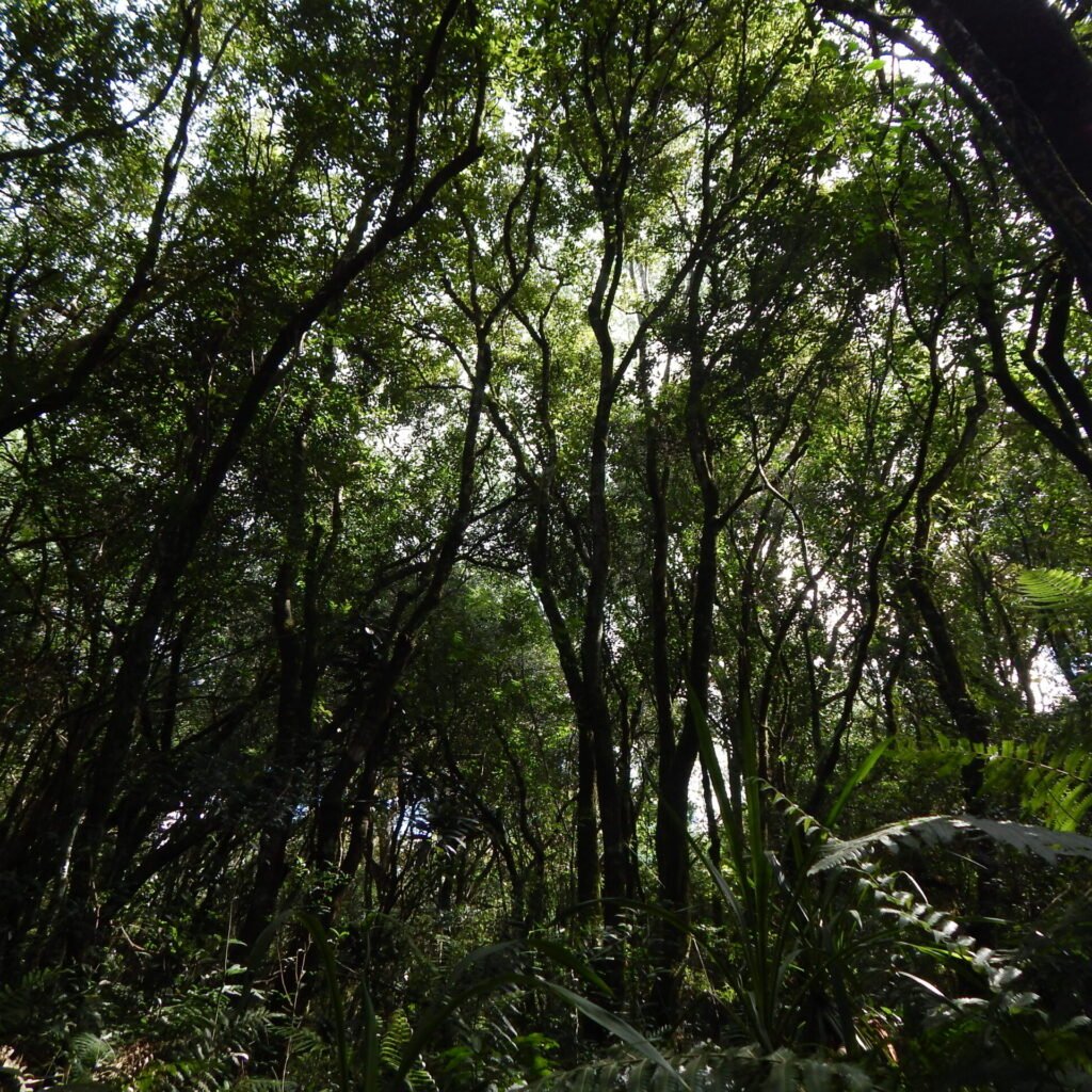 paso-tirica-monte (3)