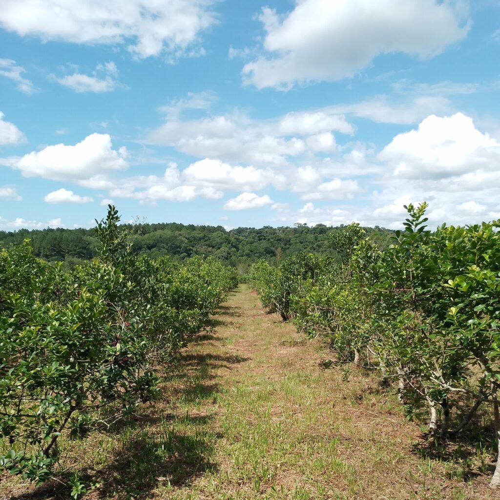 paso-tirica-yerbal (2)