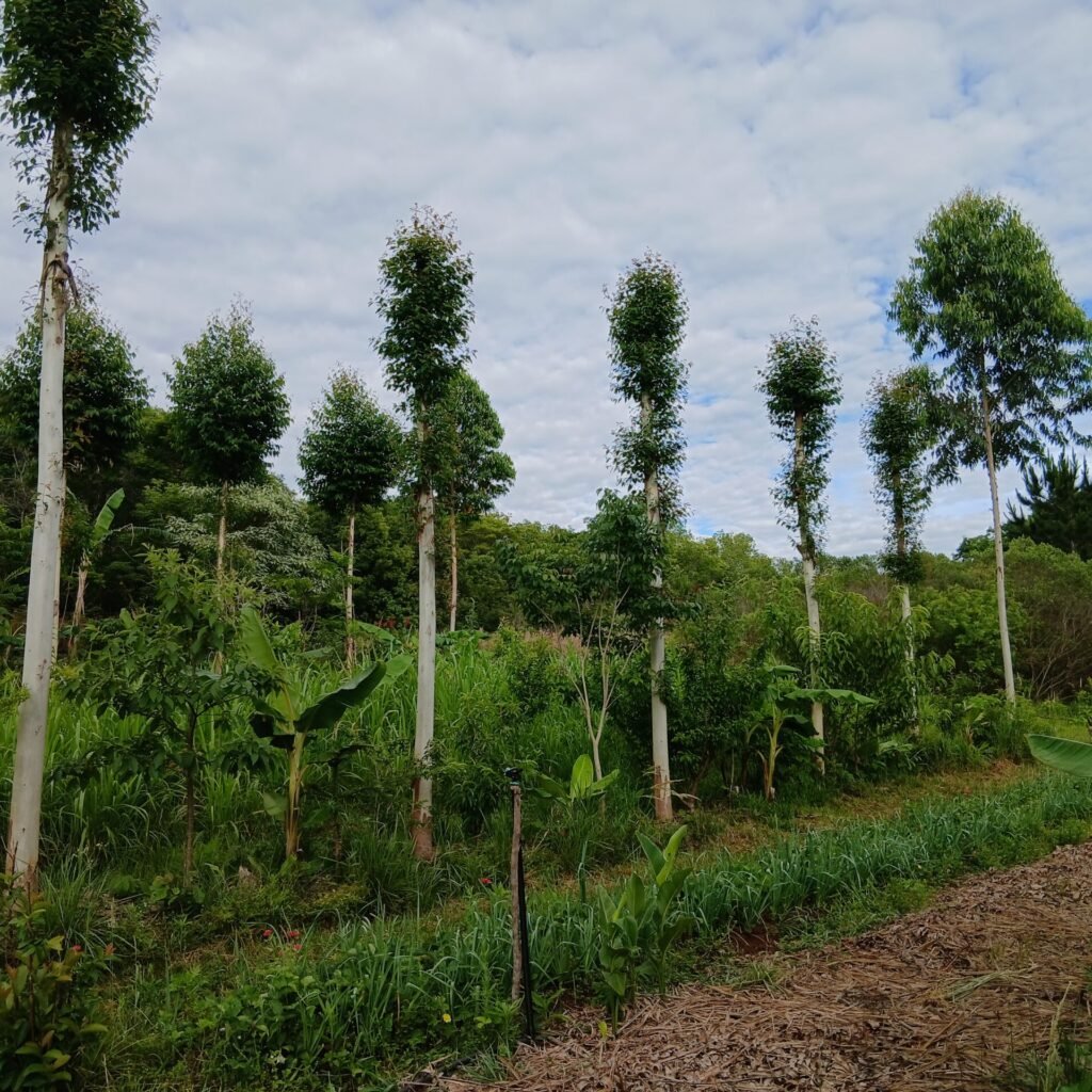 paso-tirica-huerta-sistemas-agroforestales (3)