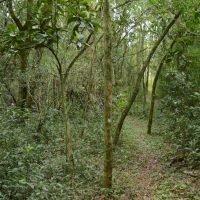 paso-tirica-conservacion (10)